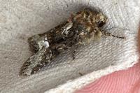 Oligia
