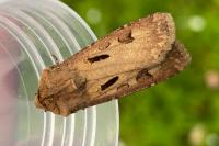 Agrotis exclamationis