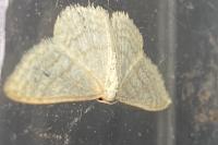 Idaea subsericeata