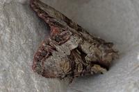 Lacanobia w-latinum