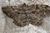 Peribatodes rhomboidaria