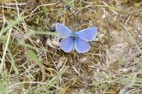 Lysandra bellargus