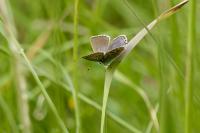 Lysandra bellargus