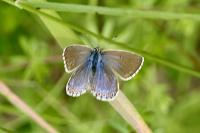 Lysandra bellargus
