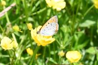 Lycaena dispar