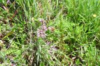 Hemaris tityus