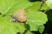 Satyrium pruni