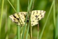Pseudopanthera macularia