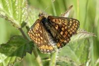 Euphydryas aurinia