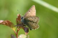 Lycaena tityrus