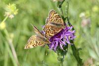 Melitaea phoebe
