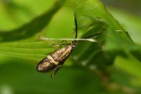 Nemophora degeerella