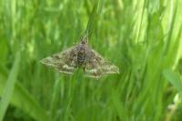 Pyrausta despicata