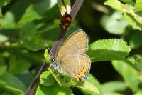 Satyrium pruni