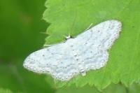Idaea seriata