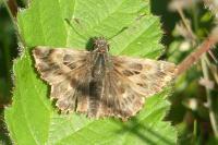 Carcharodus alceae