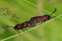 Zygaena trifolii
