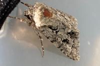 Acronicta auricoma