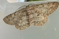 Hypomecis punctinalis