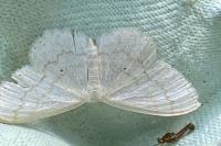 Scopula floslactata