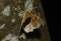 Cepphis advenaria