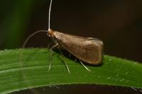 Nematopogon metaxella