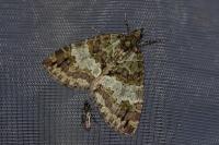 Hydriomena impluviata impluviata