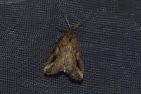 Schrankia costaestrigalis