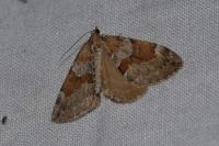 Thera obeliscata