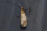 Nematopogon adansoniella