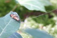 Nemophora degeerella