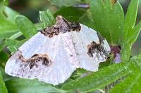 Ligdia adustata