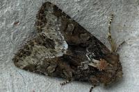 Oligia