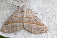 Scotopteryx luridata