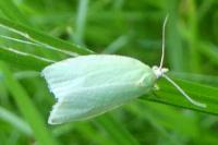 Tortrix viridana