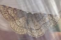 Stegania trimaculata