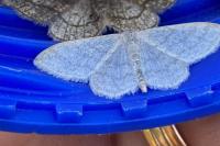 Idaea subsericeata
