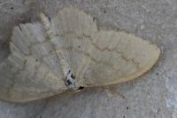 Scopula floslactata