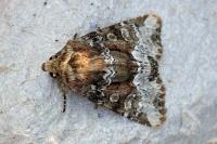 Oligia