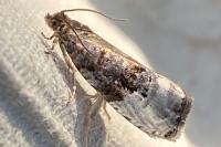 Hedya nubiferana