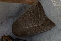Hoplodrina ambigua