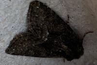 Oligia