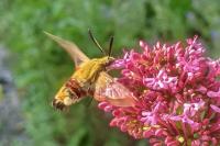 Hemaris fuciformis