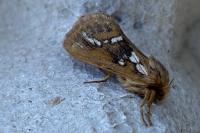 Korscheltellus lupulinus