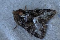 Oligia