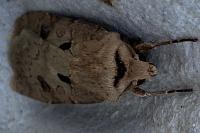 Agrotis exclamationis