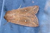 Mythimna albipuncta