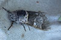 Furcula bifida