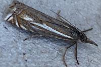 Crambus lathoniellus