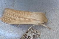 Mythimna pallens